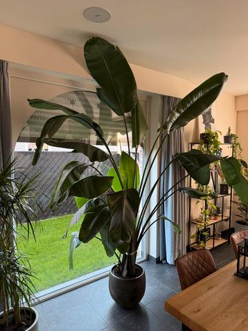 Strelitzia Nicolai - Paradijsvogelplant (2,7m) beschikbaar voor biedingen