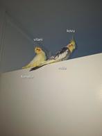 Callopsite a vendre, Animaux & Accessoires, Oiseaux | Perruches & Perroquets, Femelle, Perruche, Bagué