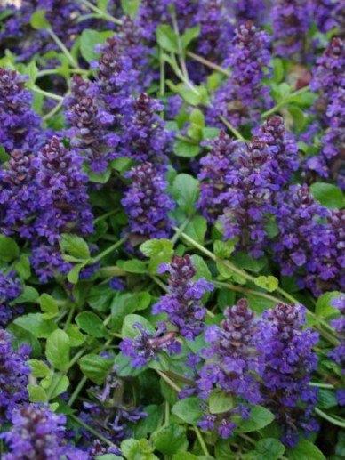 Ajuga reptans of  Zenegroen (laagblijvende bodembedekker), Tuin en Terras, Planten | Tuinplanten, Vaste plant, Bodembedekkers