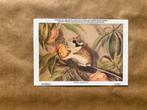 Zoogdieren der Belgische fauna nr. 1 eikelmuis, Verzamelen, Postkaarten | Dieren, Ophalen of Verzenden, Ongelopen, Knaagdier