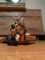 Maine coon kittens met stamboom, 0 tot 2 jaar, Gechipt, Poes