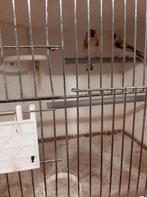 distelvink liefhebber verkoop twee distelvink mannen