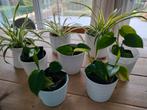 Epipremnum hangplant in volle bloei en Chlorophytum, Huis en Inrichting, Kamerplanten, Ophalen, Overige soorten, Halfschaduw, Minder dan 100 cm