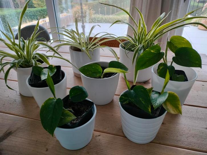 Epipremnum hangplant in volle bloei en Chlorophytum, Huis en Inrichting, Kamerplanten, Overige soorten, Minder dan 100 cm, Groene kamerplant