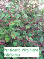 Persicaria Virginiana "Filliformis", speciaal blad., Ophalen, Herfst, Vaste plant, Halfschaduw