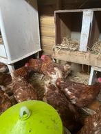 Legkippen te koop, Femelle, Poule ou poulet