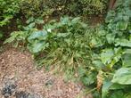 Grote Aronskelken en  verschillende  soorten hosta, Tuin en Terras, Ophalen