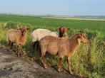 lammeren Ardense voskop, Dieren en Toebehoren, Schapen, Geiten en Varkens, Meerdere dieren, Schaap, 0 tot 2 jaar