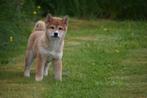 Shiba inu pups nieuw nestje, Dieren en Toebehoren, Honden | Poolhonden, Keeshonden en Oertypen, 8 tot 15 weken, Buitenland, CDV (hondenziekte)