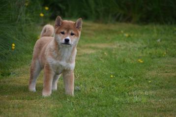 Shiba inu pups nieuw nestje beschikbaar voor biedingen