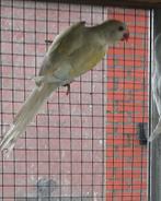 Halsbanden 2025, Meerdere dieren, Parkiet, Geringd