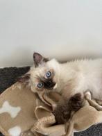 Neva Masquerade siberische kat (Hypoallergene), Dieren en Toebehoren, Katten en Kittens | Raskatten | Langhaar, Poes, Gechipt