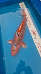 Hi asagi koi 60cm, Dieren en Toebehoren