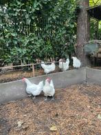 Bresse, Dieren en Toebehoren, Pluimvee, Kip
