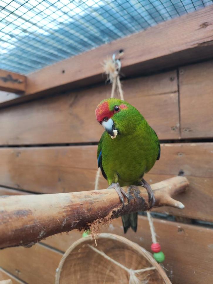 Kakariki mannen, Dieren en Toebehoren, Vogels | Parkieten en Papegaaien, Mannelijk, Geringd