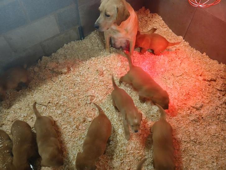 Red fox labrador pups, Dieren en Toebehoren, Honden | Retrievers, Spaniëls en Waterhonden, Meerdere dieren, Labrador retriever