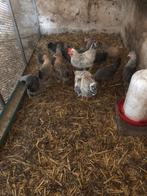 Cream legbar, Dieren en Toebehoren