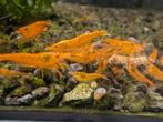 25x crevettes Orange Sunkist = 20€, Ophalen of Verzenden