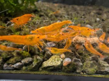 25x crevettes Orange Sunkist = 20€   beschikbaar voor biedingen