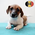 Energieke en slimme Jack Russell pups (reutjes), Dieren en Toebehoren, België, Jack Russell Terriër, CDV (hondenziekte), 8 tot 15 weken
