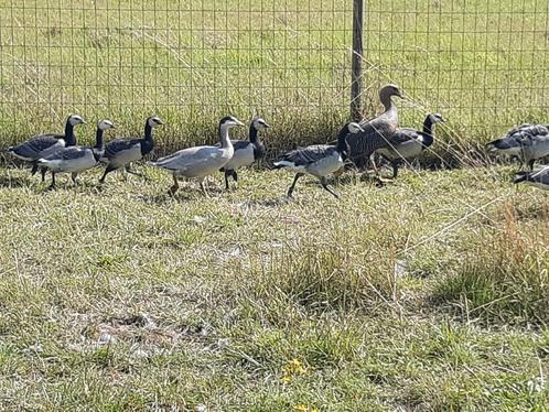 Sierganzen 2025, Dieren en Toebehoren, Pluimvee, Gans of Zwaan, Meerdere dieren