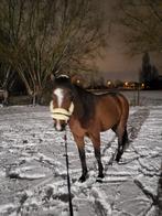 Te koop 4 jarige franse draver te koop, Dieren en Toebehoren, Ruin, Zadelmak, 3 tot 6 jaar, Met stamboom