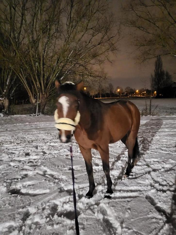 Te koop 4 jarige franse draver te koop, Dieren en Toebehoren, Pony's, Ruin, Zadelmak, Recreatiepony, 3 tot 6 jaar, Met stamboom