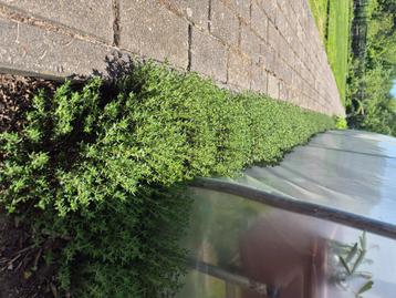 Rode zuring plantjes en kruiden, Tuin en Terras, Ophalen, Vaste plant, Halfschaduw, Kruiden
