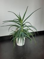 Prachtige aloë vera-plant met witte cachepot, Huis en Inrichting, Ophalen, Vetplant, Halfschaduw, In pot