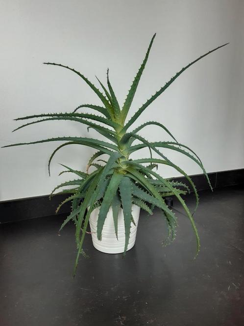 Prachtige aloë vera-plant met witte cachepot, Huis en Inrichting, Kamerplanten, Vetplant, Minder dan 100 cm, Groene kamerplant