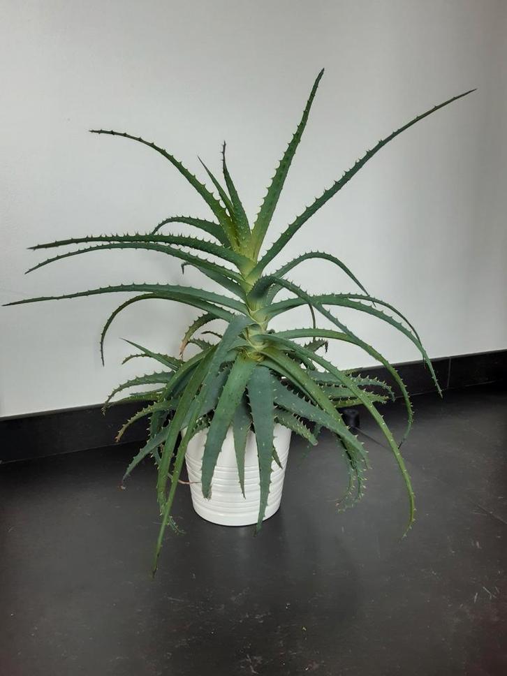 Prachtige aloë vera-plant met witte cachepot, Huis en Inrichting, Kamerplanten, Vetplant, Minder dan 100 cm, Groene kamerplant