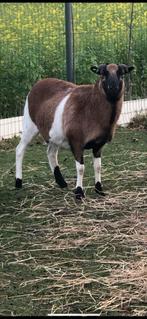 Kameroen bok, Dieren en Toebehoren, Mannelijk, Schaap, 0 tot 2 jaar