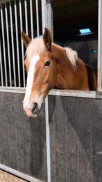 7 jarige Haflinger kruising merrie, Animaux & Accessoires, Chevaux, Vermifugé, B, 160 à 165 cm, Cheval de récréation