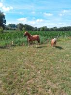 Bonte jaarling en 2- jarige kruising, Dieren en Toebehoren, Merrie