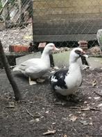 Koppel muskuseenden, Dieren en Toebehoren, Pluimvee, Meerdere dieren, Eend