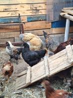 Kippen te koop, Dieren en Toebehoren, Meerdere dieren, Kip