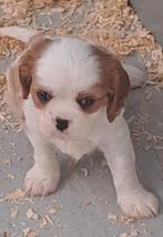 Cavalier king charles, België, CDV (hondenziekte), 8 tot 15 weken, Meerdere
