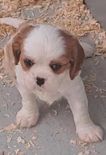 Cavalier king charles  beschikbaar voor biedingen