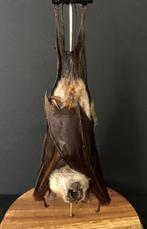 Véritable Chauve souris XXL Hipposideros Diadema sous Globe, Animal empaillé, Enlèvement ou Envoi, Neuf, Oiseaux