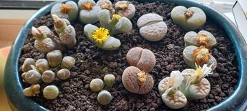 Lithops * Levende steentjes beschikbaar voor biedingen