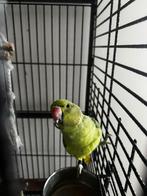 Groene Halsbandparkiet TE KOOP- zie omschrijving, Dieren en Toebehoren, Vogels | Parkieten en Papegaaien, Geslacht onbekend, Geringd
