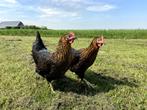 Mooie tamme harco kippen gesekst en ingeënt tegen de leg, Dieren en Toebehoren, Kip, Vrouwelijk