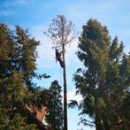 Élagage et récolte d'arbres, Enlèvement