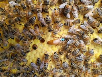 3 x volken op Simplex, Abeilles