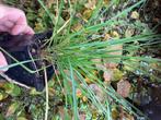 Siergras Sesleria autumnalis, Enlèvement