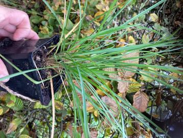 Siergras Sesleria autumnalis disponible aux enchères