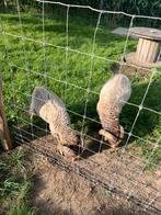 Bokjes ouessant schaap, Dieren en Toebehoren, Mannelijk, Schaap, 0 tot 2 jaar