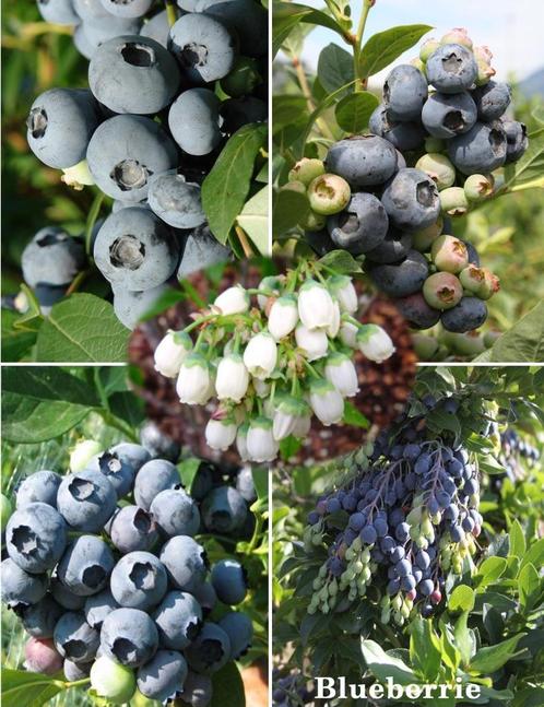 Blauwe bessen heerlijke gezonde vruchten vol met vitaminen, Tuin en Terras, Planten | Tuinplanten, Vaste plant, Fruitplanten, Volle zon
