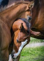Gezocht: fijne 24/7 buitenstalling voor 15 jarige fokmerrie, Dieren en Toebehoren, Merrie