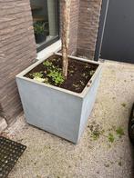 Bloempot modern met Acer erin, Tuin en Terras, Ophalen, Zo goed als nieuw